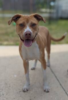 Rescue Mixed Breed Dogs for Adoption in Kingsland, Georgia - Pablo | PetCurious