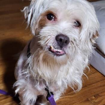 Rescue Maltese and Tibetan Terrier Dogs for Adoption in Glenelg, Maryland - Tic Tac | PetCurious