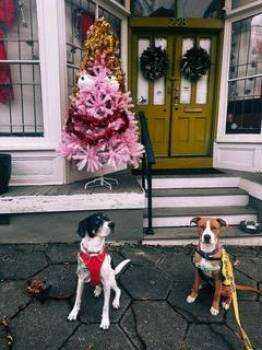 Mixed Breed Dogs Available for Adoption in Atlanta, Georgia - Flanders | PetCurious