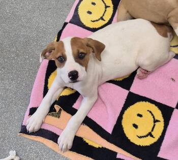 Labrador Retriever Dogs Available for Adoption in Chattanooga, Tennessee - Emmylou “Earflop Harris” Snifferson | PetCurious