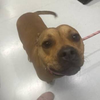 Mixed Breed Dogs Available for Adoption in Jeffersonville, Indiana - Sheba | PetCurious