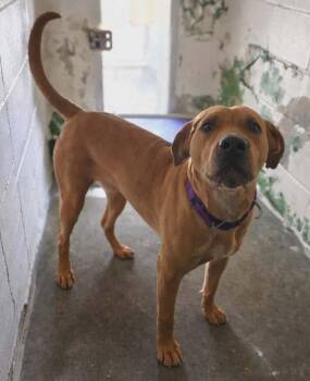 Labrador Retriever and Hound Dogs Available for Adoption - Gracie "Sunny:"  At Shelter, Available 4/12 | PetCurious