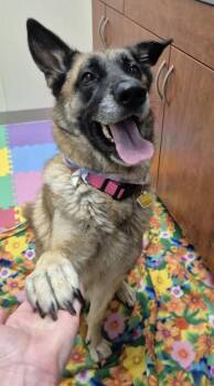 Widget -  German Shepherd Dog Dog for Adoption in Hamilton, Ohio - Widget | PetCurious