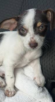 Chihuahua Dogs Available for Adoption in West Palm Beach, Florida - Brownie | PetCurious