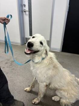 Molly -  Maremma Sheepdog and Mixed Breed Dog for Adoption in Fresno, California - Molly | PetCurious