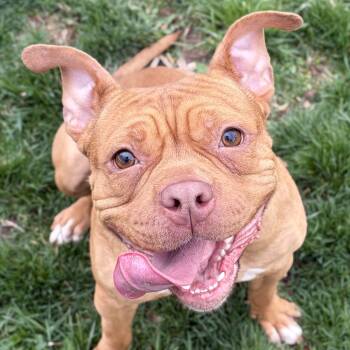 Pit Bull Terrier Dogs Available for Adoption in Jefferson, Wisconsin - DeDe | PetCurious