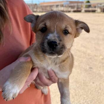 Cattle Dog and Mixed Breed Dogs Available for Adoption in Midland, Texas - Bunny Fka Maxi | PetCurious