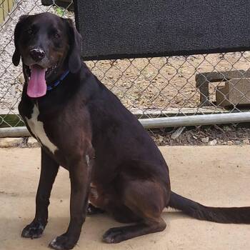 Jethro -  Chocolate Labrador Retriever Dog Available for Adoption in Keokuk, Iowa - Jethro | PetCurious