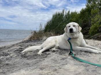 Burrito -  Great Pyrenees Dog for Adoption in Greenbelt, Maryland - Burrito | PetCurious