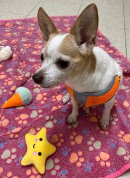 Chihuahua Dogs Available for Adoption in Fall River, Massachusetts - Layla | PetCurious