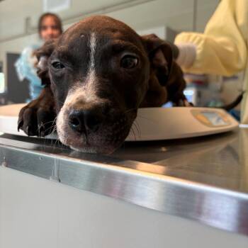 Mixed Breed Dogs Available for Adoption in Huntington, West Virginia - Dilly | PetCurious