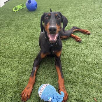 Remi -  Doberman Pinscher Dog for Adoption in Naperville, Illinois - Remi | PetCurious