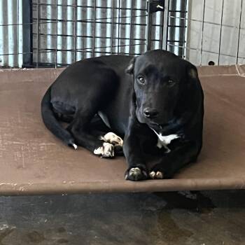 Labrador Retriever Dogs Available for Adoption - Blossom | PetCurious