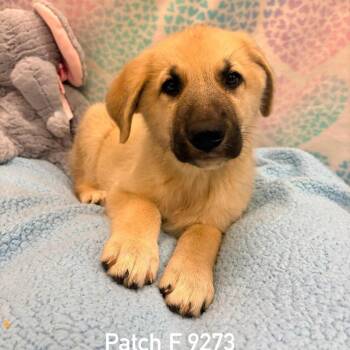 Patch -  German Shepherd Dog Dog for Adoption in Dandridge, Tennessee - Patch | PetCurious