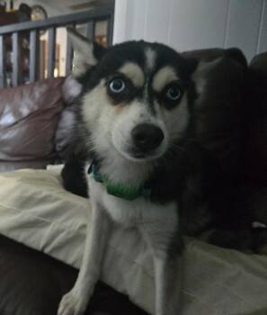 Bri -  Pomeranian and Husky Dog for Adoption in Valparaiso, Indiana - Bri | PetCurious
