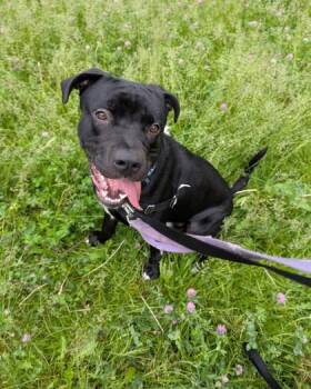 Maxou -  Mixed Breed Dog for Adoption in Montreal, Quebec - Maxou | PetCurious