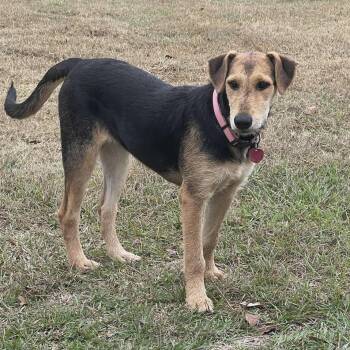 Rescue Airedale Terrier and Hound Dogs for Adoption in Enfield, Connecticut - Holly | PetCurious