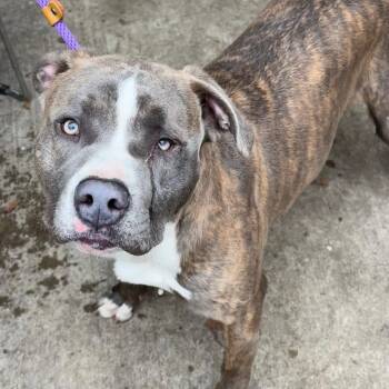Cowbell -  Pit Bull Terrier Dog for Adoption in Northbrook, Illinois - Cowbell | PetCurious