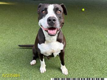 MANTIS -  Mixed Breed Dog for Adoption in West Palm Beach, Florida - MANTIS | PetCurious