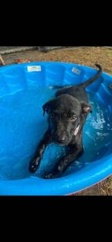 Pegasus -  Mixed Breed Dog for Adoption in Taycheedah, Wisconsin - Pegasus | PetCurious