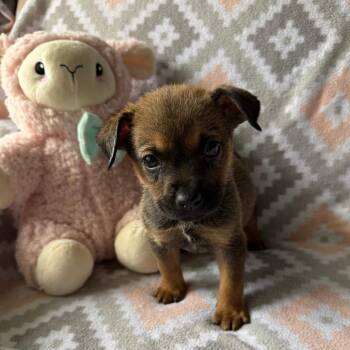 Shepherd Dogs Available for Adoption in Normal, Illinois - Altari | PetCurious