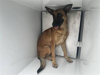 A661254 -  Belgian Shepherd Malinois and Mixed Breed Dog for Adoption in Houston, Texas - A661254 | PetCurious