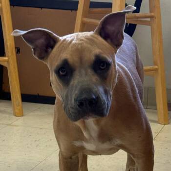 Blu -  Pit Bull Terrier Dog for Adoption in Jacksonville, Arkansas - Blu | PetCurious