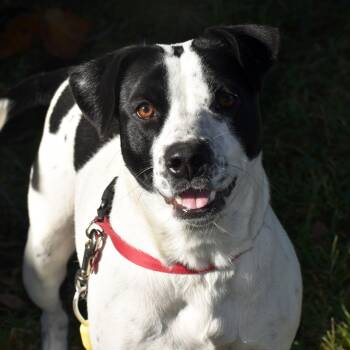 Mixed Breed Dogs Available for Adoption - Panda | PetCurious