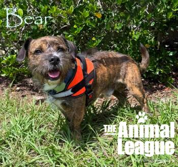 Bear -  Border Terrier Dog for Adoption in Groveland, Florida - Bear | PetCurious