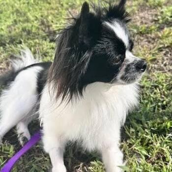 Thunder -  Papillon Dog for Adoption in Alafaya, Florida - Thunder | PetCurious