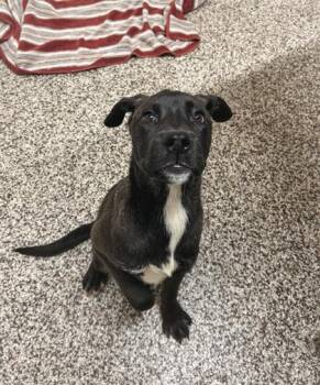 Labrador Retriever and Siberian Husky Dogs Available for Adoption in Westland, Michigan - RM | PetCurious