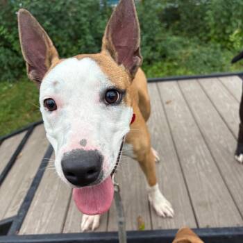 Matilda -  Mixed Breed Dog for Adoption in Wheeling, Illinois - Matilda | PetCurious