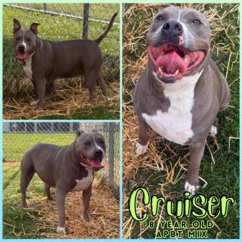 Rescue Pit Bull Terrier Dogs for Adoption in Greenwood, Indiana - Cruiser | PetCurious