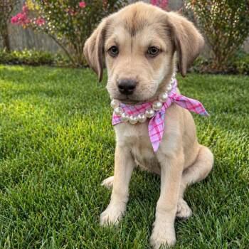 Retriever and Shepherd Dogs Available for Adoption in Houston, Texas - Madonna | PetCurious