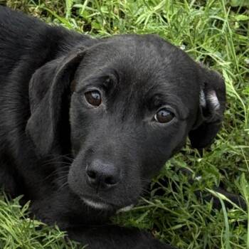 Dachshund and Terrier Dogs Available for Adoption in Brenham, Texas - Brandy | PetCurious