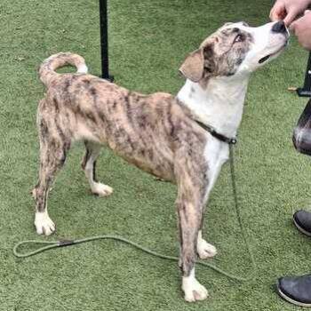 Mixed Breed Dogs Available for Adoption - Tobey | PetCurious