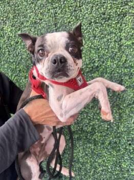 Boston Terrier and Mixed Breed Dogs Available for Adoption - 60783277 | PetCurious