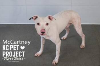 McCartney -  Pit Bull Terrier and Mixed Breed Dog for Adoption in Kansas City, Missouri - McCartney | PetCurious