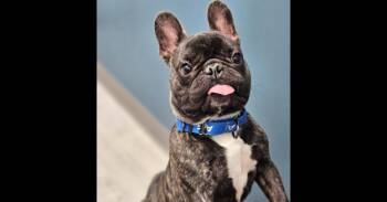 Ozzy -  French Bulldog Dog for Adoption in Youngsville, North Carolina - Ozzy | PetCurious