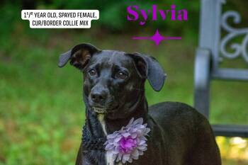 Sylvia -  Mountain Cur and Border Collie Dog for Adoption in Sevierville, Tennessee - Sylvia | PetCurious