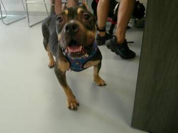 MERCEDEZ -  American Bulldog and Mixed Breed Dog for Adoption in Ocala, Florida - MERCEDEZ | PetCurious