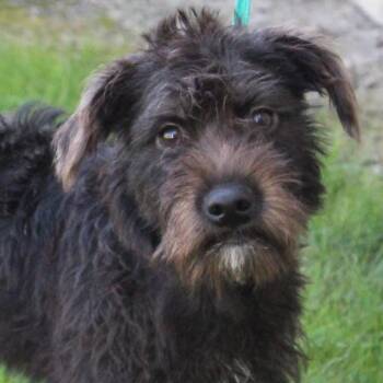 Cami -  Schnauzer Dog for Adoption in Eaton, Ohio - Cami | PetCurious