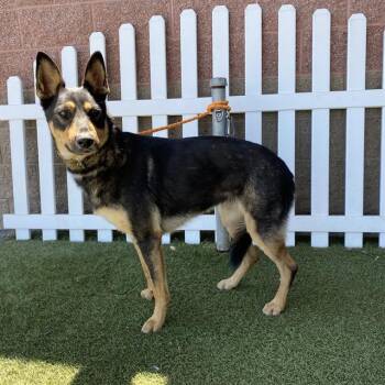 DOE -  German Shepherd Dog Dog for Adoption in Modesto, California - DOE | PetCurious
