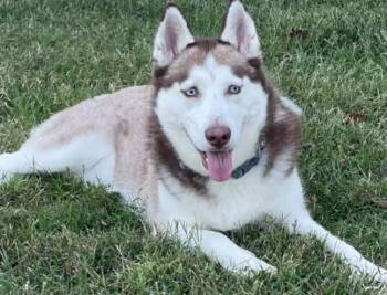 Siberian Husky Dogs Available for Adoption - Nova | PetCurious