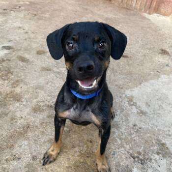 Stack -  Mixed Breed Dog for Adoption in San Juan, San Juan - Stack | PetCurious
