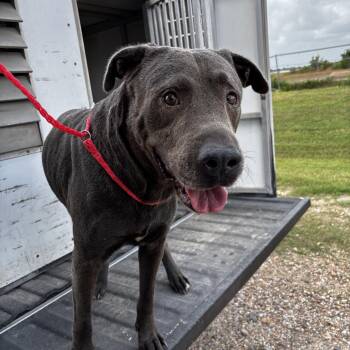 Otto -  Blue Lacy Dog for Adoption in Edna, Texas - Otto | PetCurious