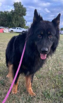 Rescue German Shepherd Dog Dogs for Adoption in Madison Heights, Michigan - Ted E. Bear | PetCurious
