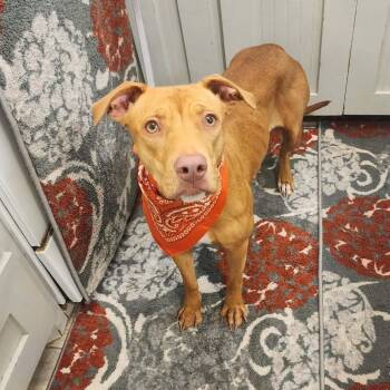 Maya -  Pit Bull Terrier Dog for Adoption in Oak Point, Texas - Maya | PetCurious