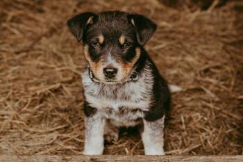 Long Gone -  Australian Shepherd Dog for Adoption in Waunakee, Wisconsin - Long Gone | PetCurious