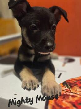 Shepherd Dogs Available for Adoption - Mighty Mouse | PetCurious